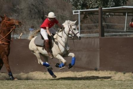 Polo Action.  Susan Harris on Gusty.
